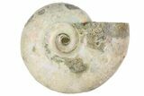 2" Silver Iridescent Ammonite Fossils - Photo 2